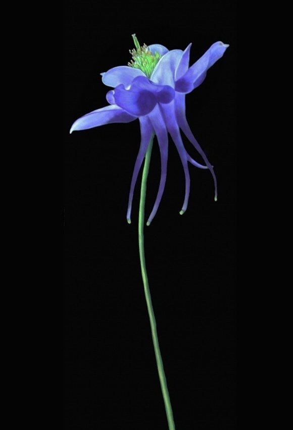 The columbine flower is among Barbara's favorite
subjects.